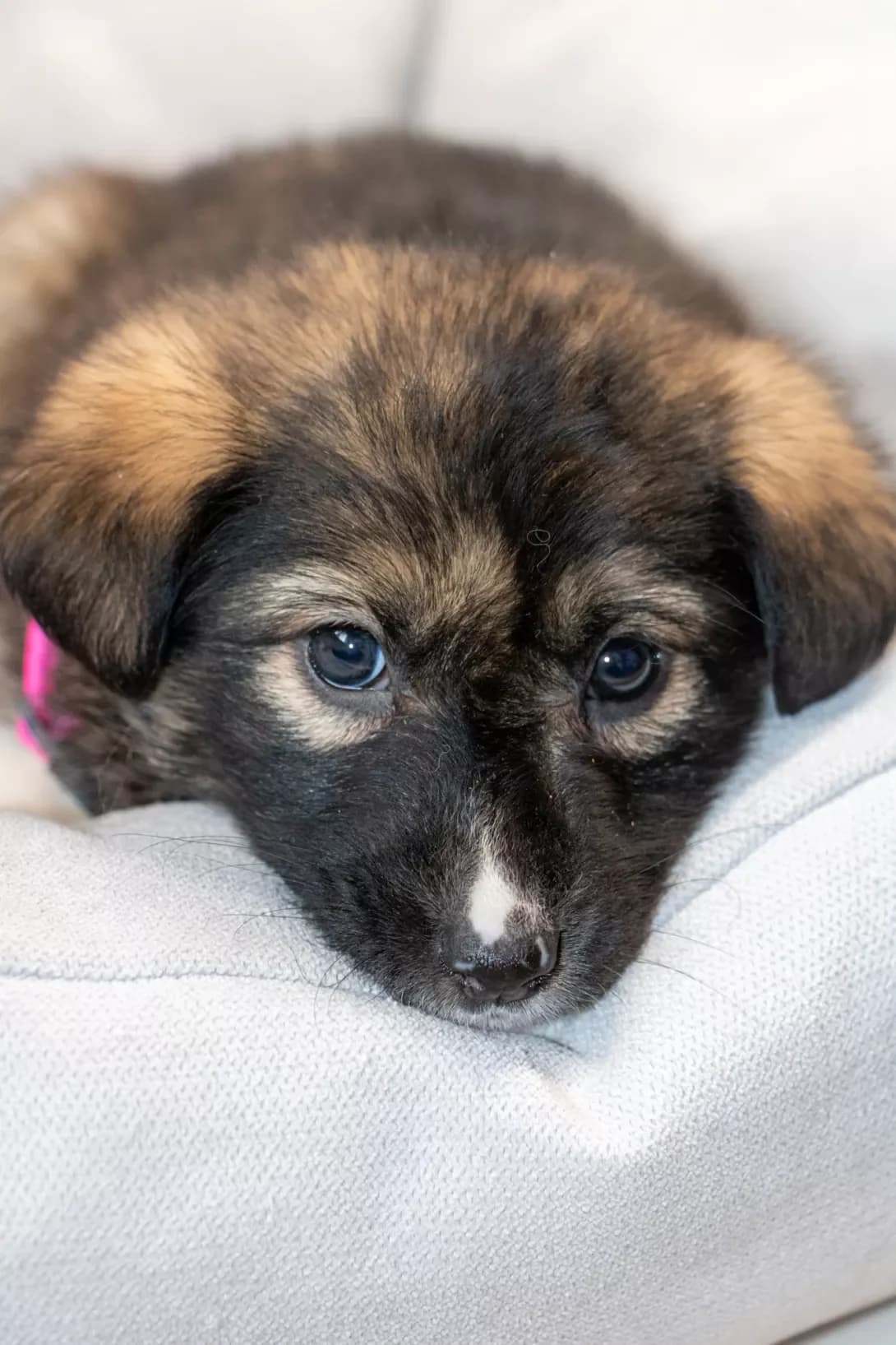Plyamka (Плямка), female puppy Mixed Breed for adoption at Happy Paw Kyiv Oblast