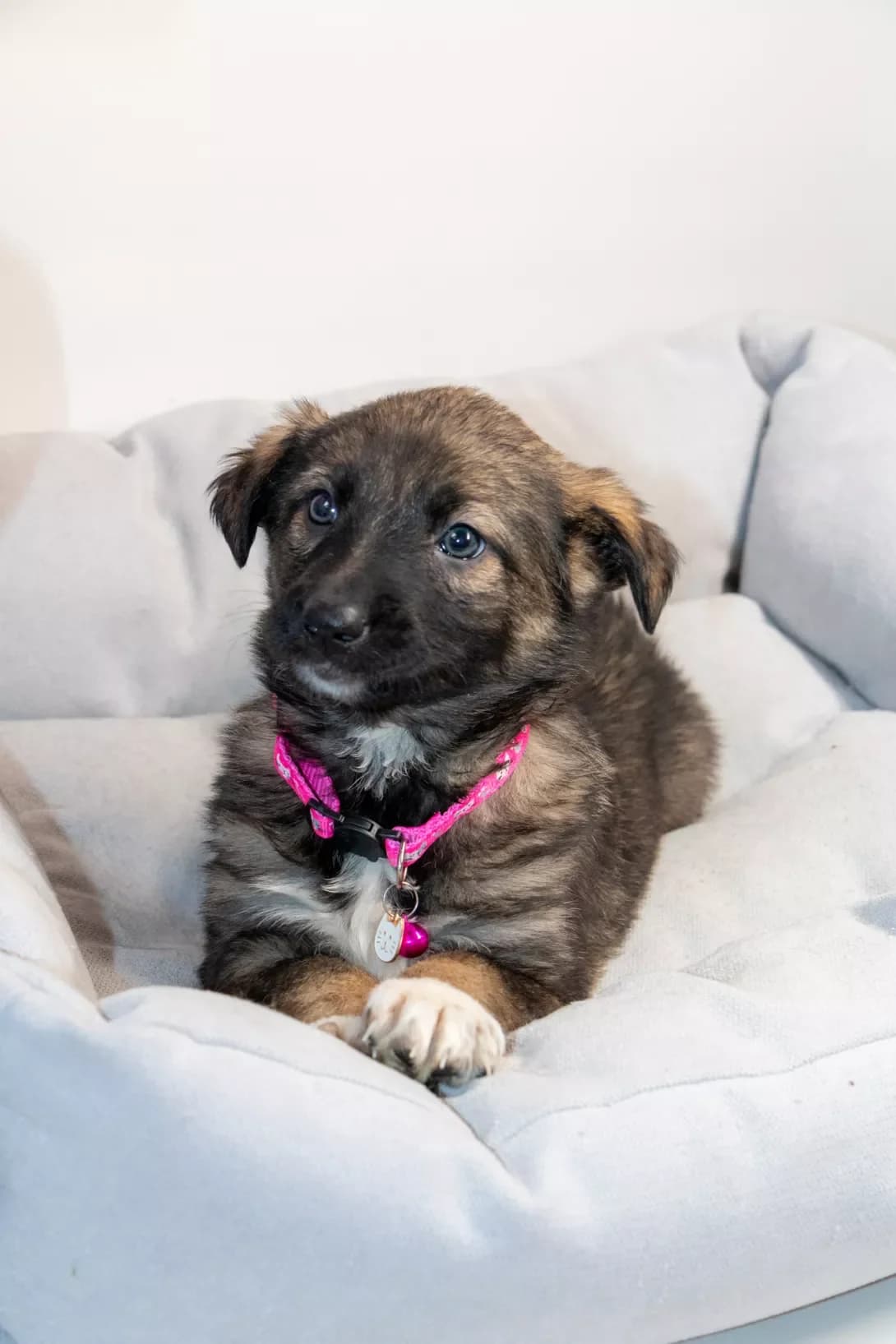 Ruta (Рута), female puppy Mixed Breed for adoption at Happy Paw Kyiv Oblast
