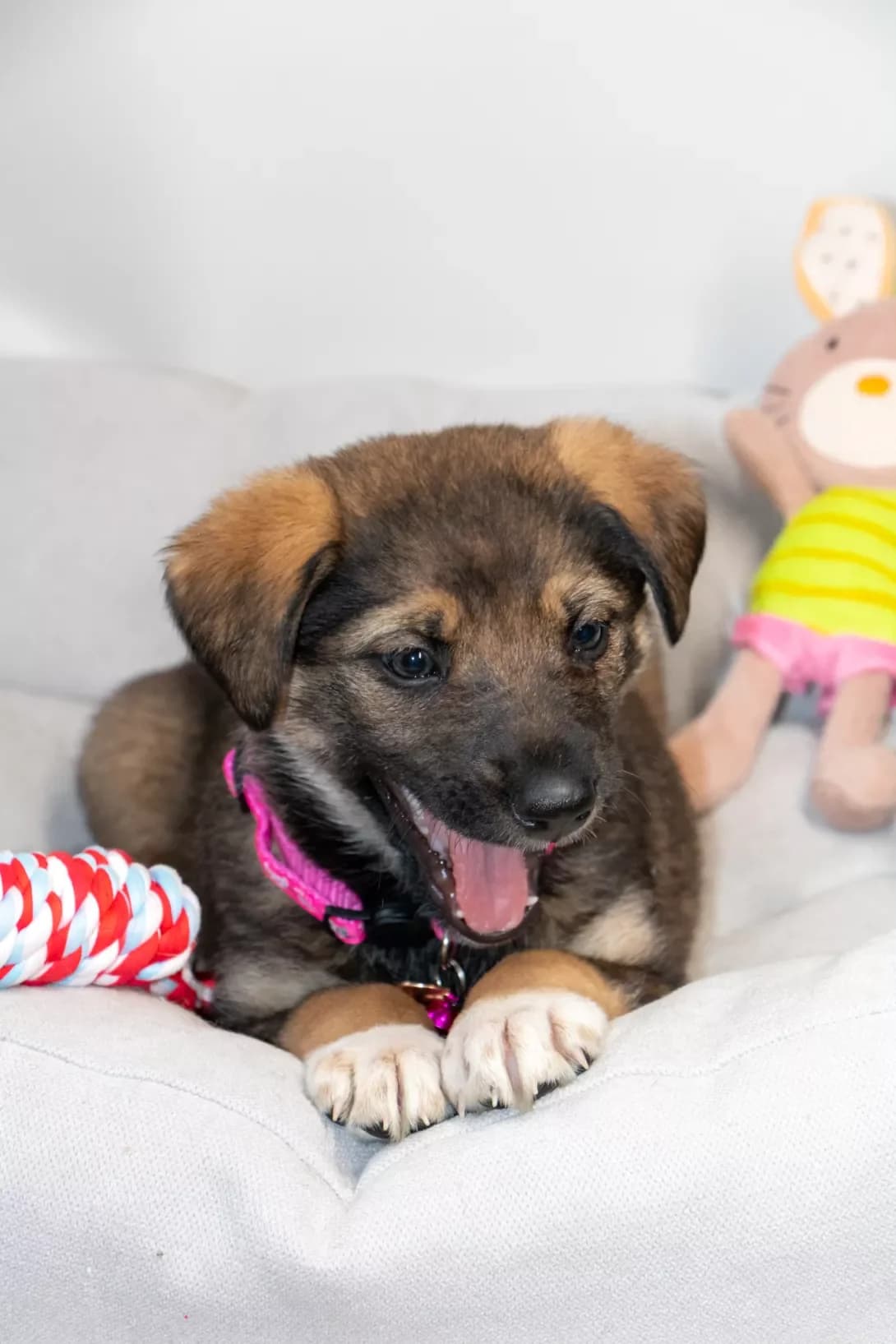 Marta (Марта), female puppy Mixed Breed for adoption at Happy Paw Kyiv Oblast