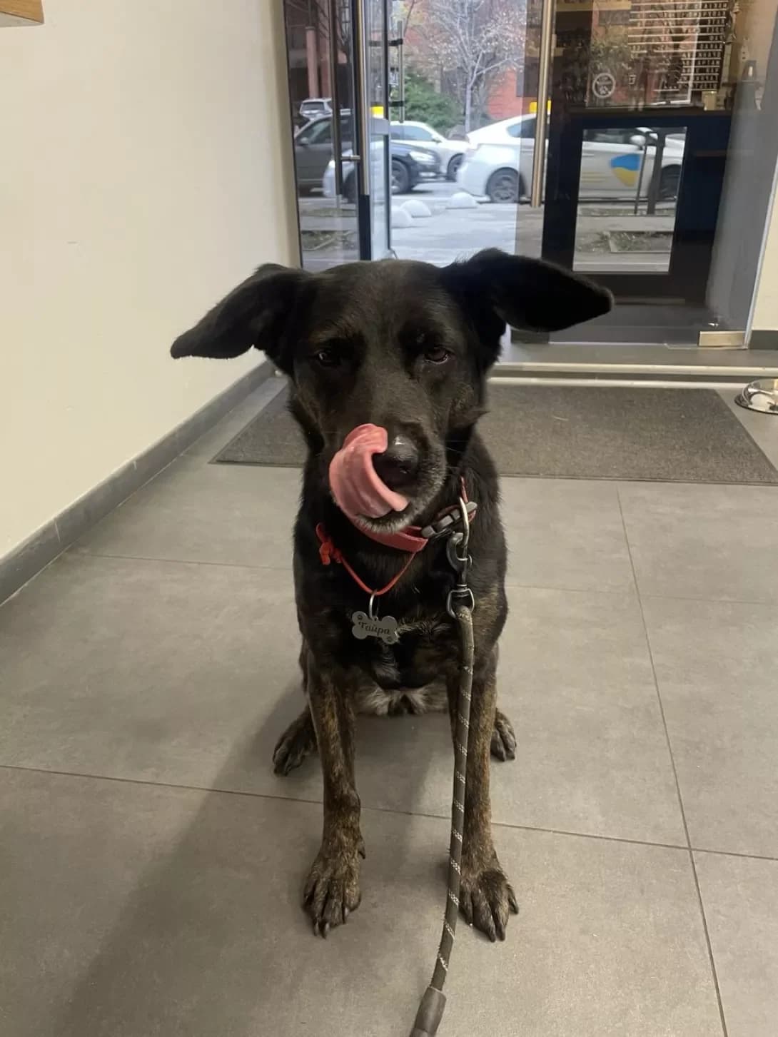 Tayra (Тайра), female 7yo Mixed Breed for adoption at Happy Paw Kyiv