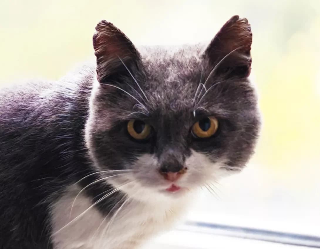 Frend (Френд), Mixed Breed (Happy Paw Kyiv)