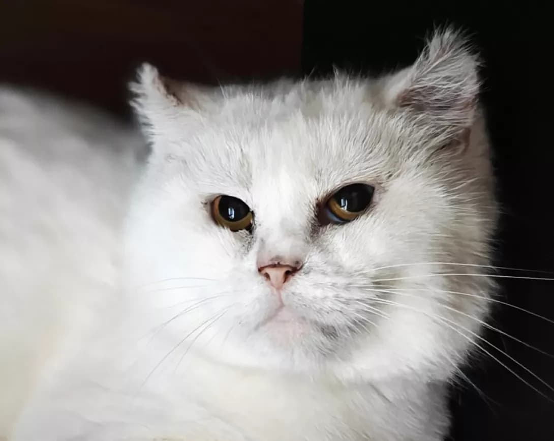 Snizhinka (Сніжинка), Mixed Breed (Happy Paw Kyiv)