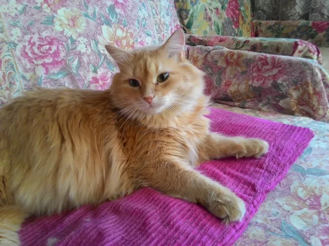 Persik (Персик), Mixed Breed (Happy Paw Kharkiv)