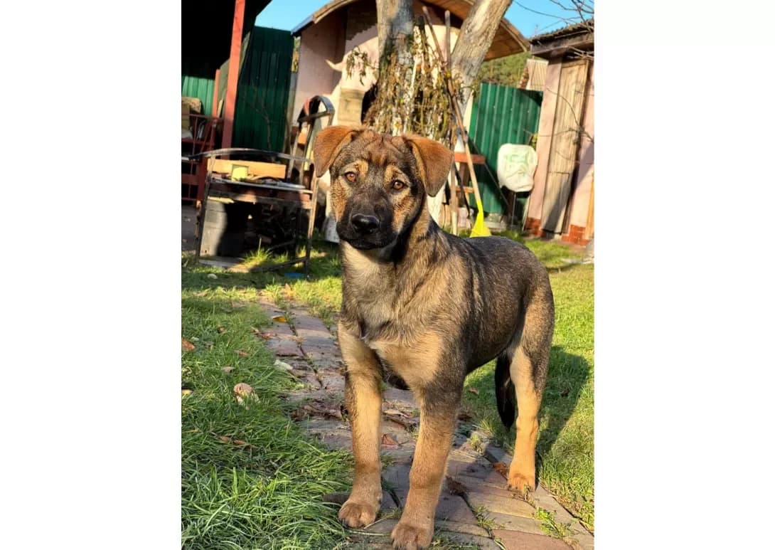 Alma (Альма), female puppy Mixed Breed for adoption at Happy Paw Kyiv
