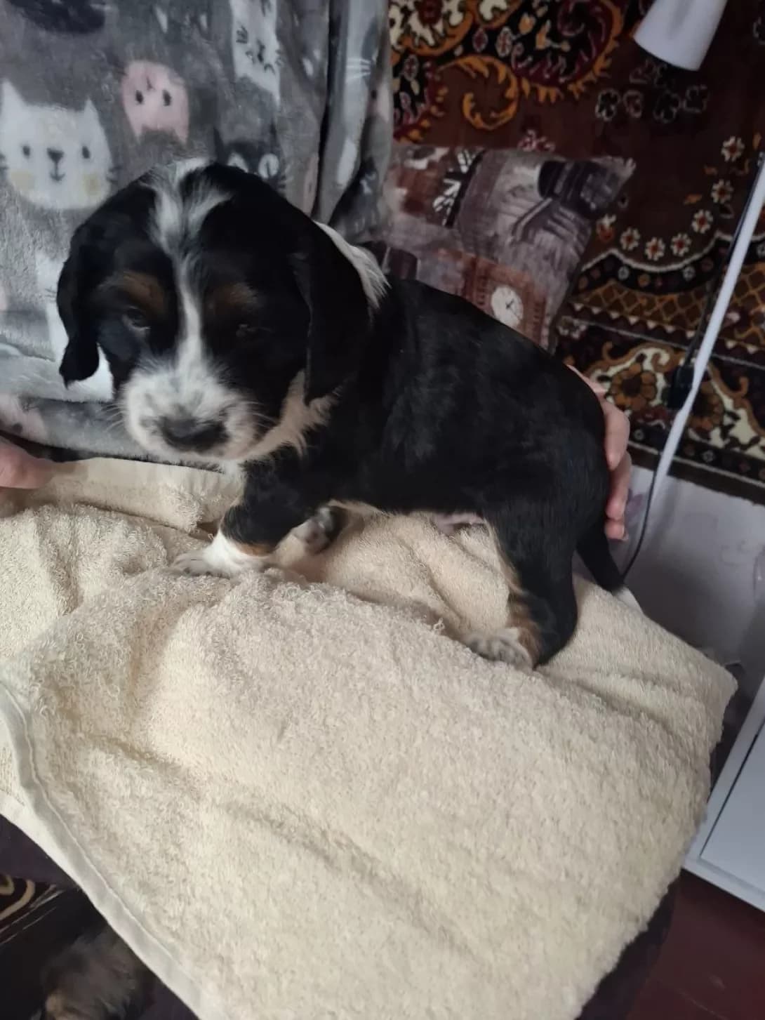 Panda (i ne tilki) (Панда (і не тільки)), Mixed Breed (Happy Paw Kyiv Oblast)