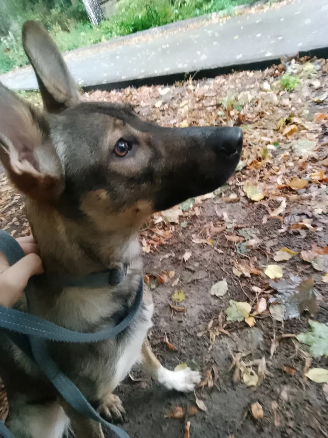 Lesya (Леся), female young Mixed Breed for adoption at Happy Paw Kyiv