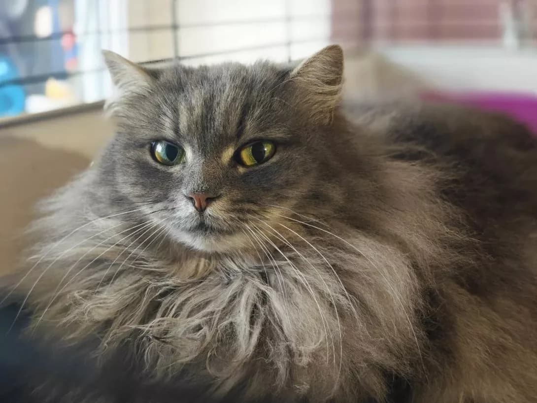 Vanessa (Ванесса), Mixed Breed (Happy Paw Kyiv)