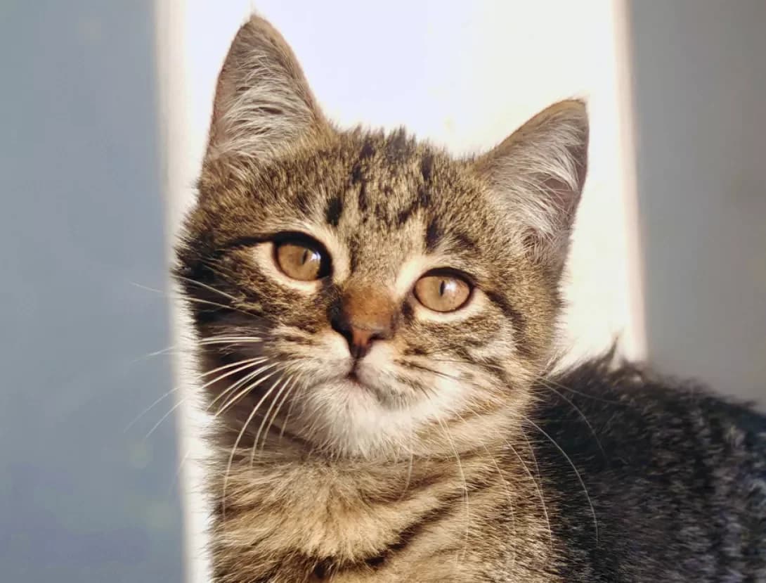 Mikelandzhelo (Мікеланджело), Mixed Breed (Happy Paw Kyiv)