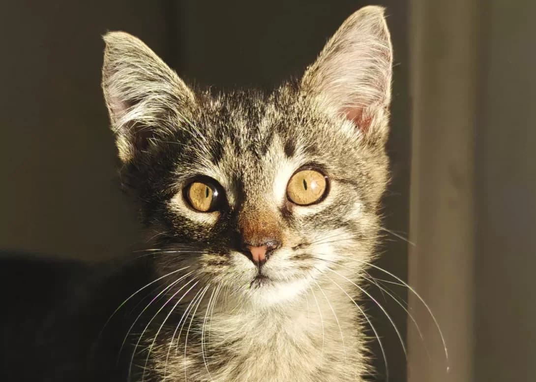 Donatello (Донателло), Mixed Breed (Happy Paw Kyiv)
