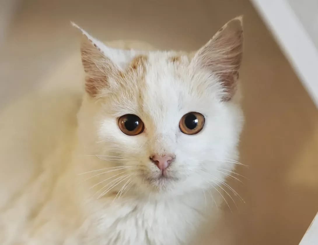 Soul (Соул), Mixed Breed (Happy Paw Kyiv)