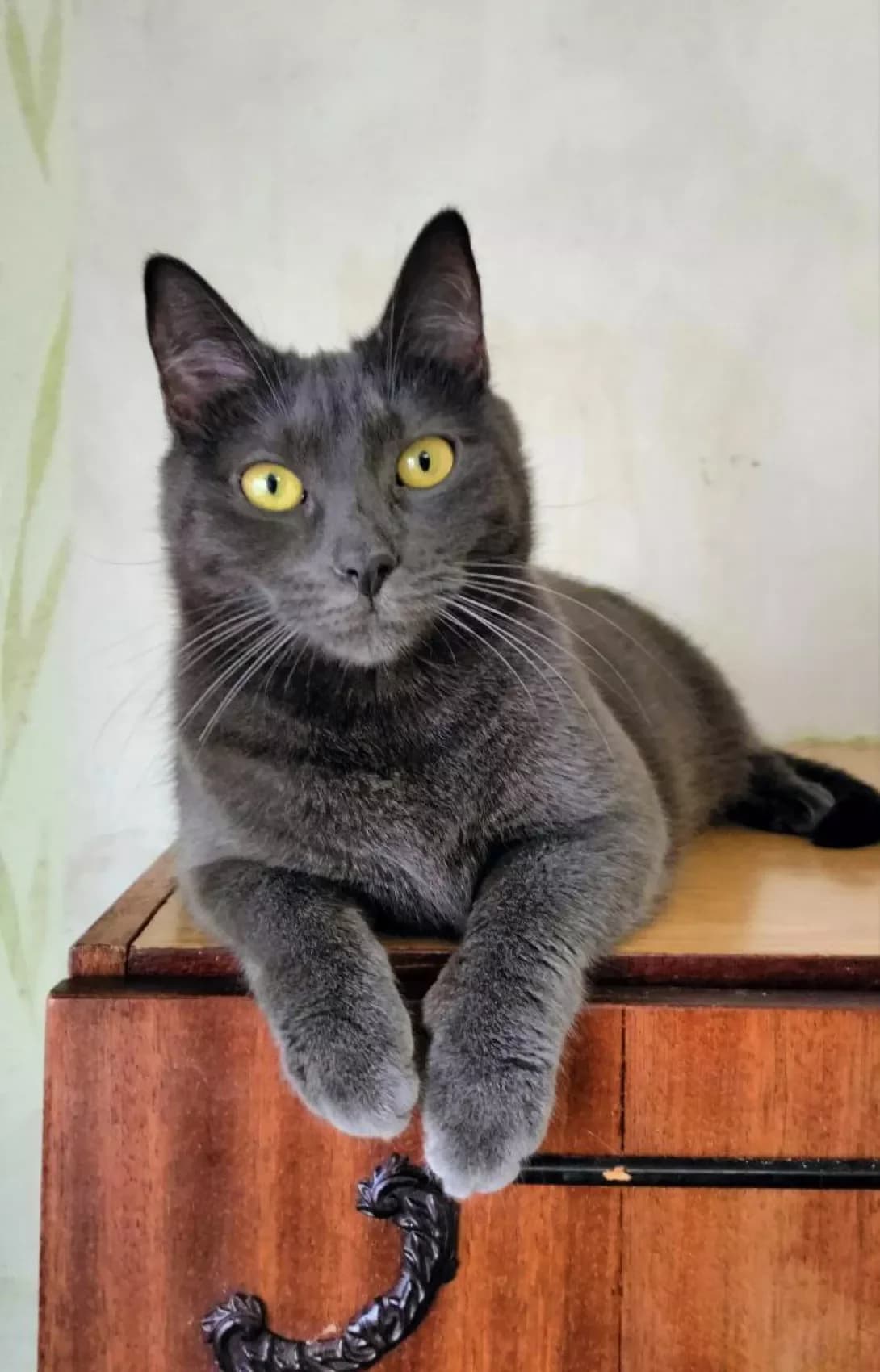 Silva (Сільва), Mixed Breed (Happy Paw Kyiv)