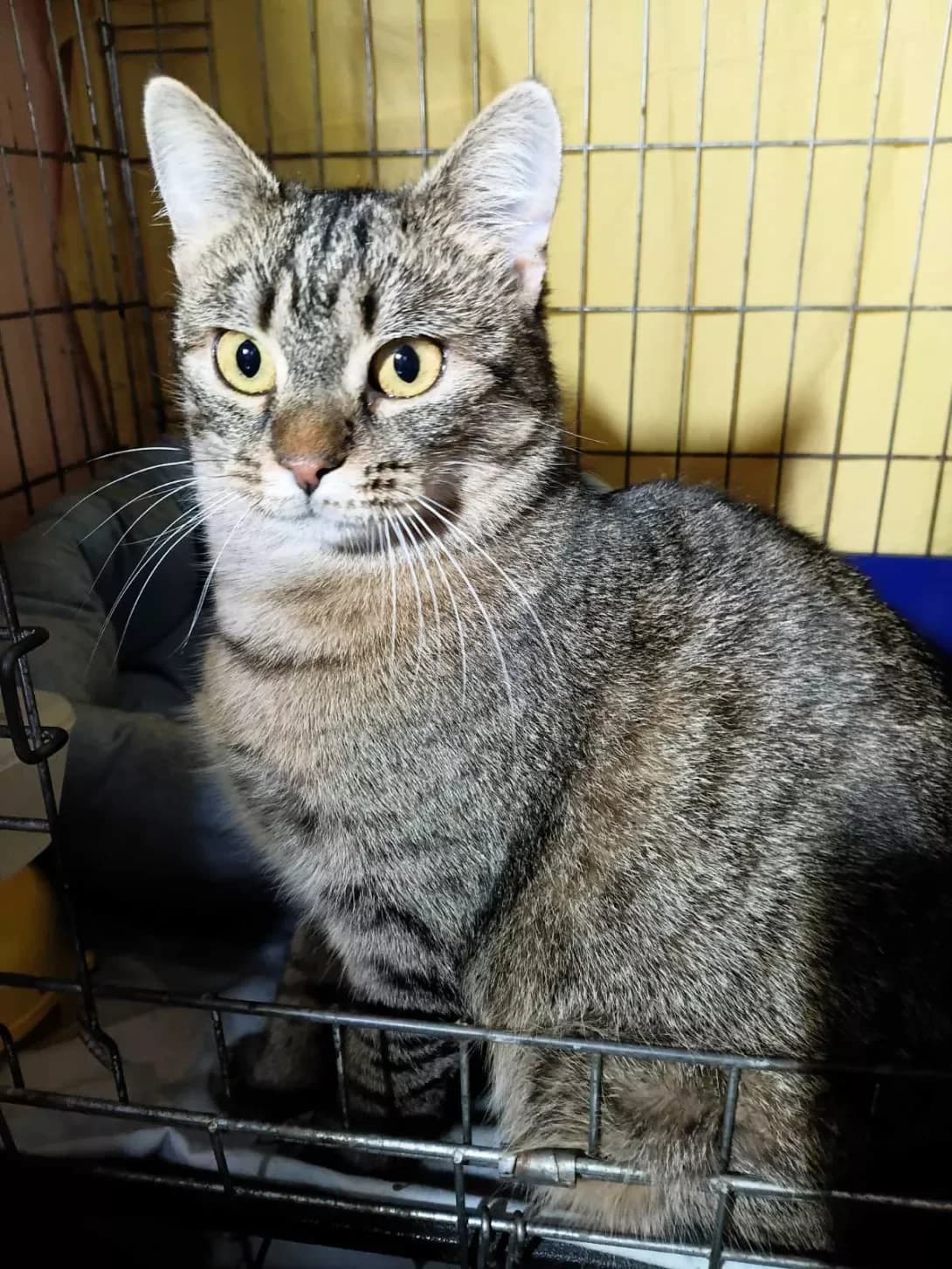 Asya (Ася), Mixed Breed (Happy Paw Kyiv)