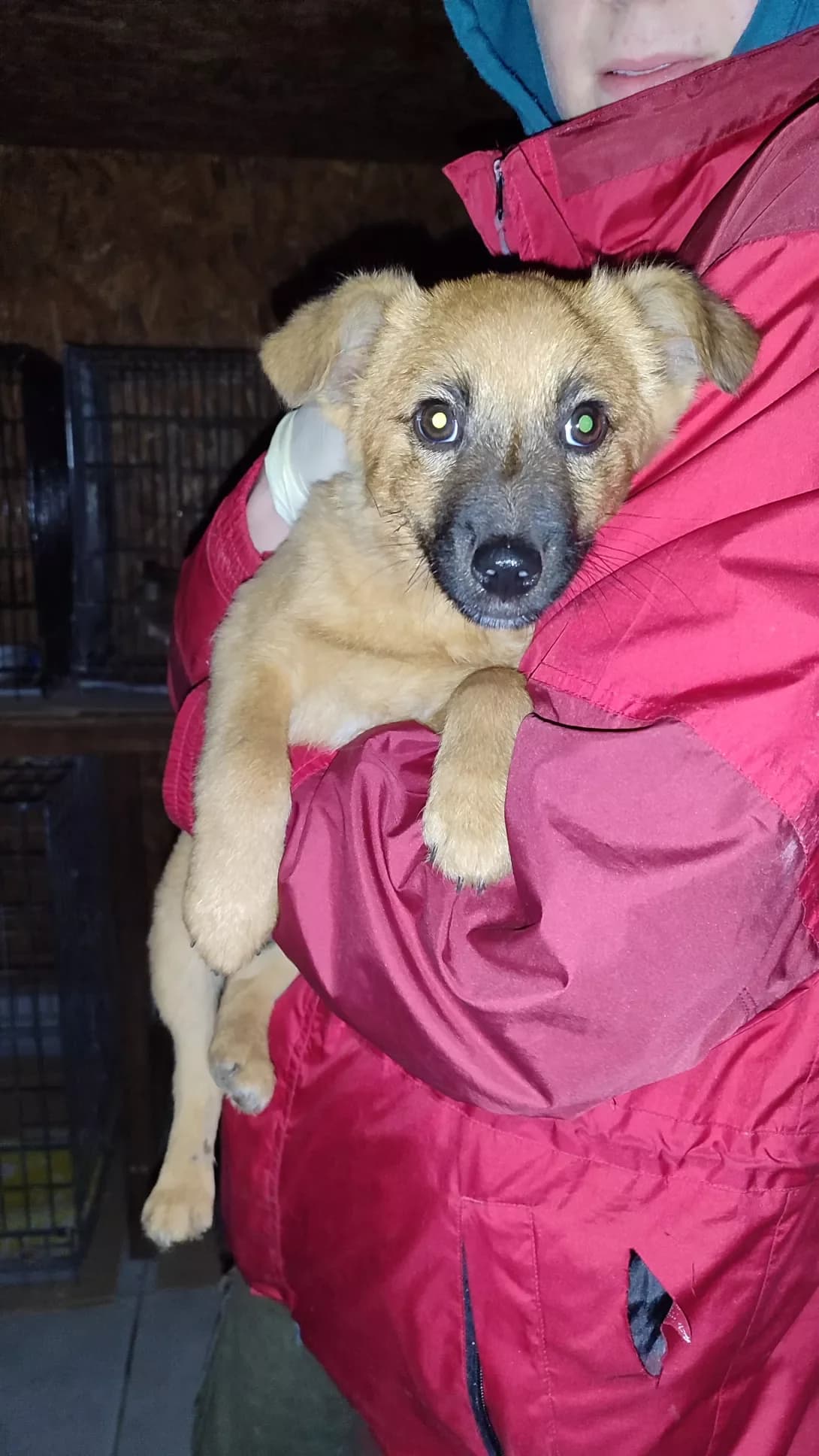 Tuzik (Тузік), male puppy Mixed Breed for adoption at Happy Paw Kirovohrad
