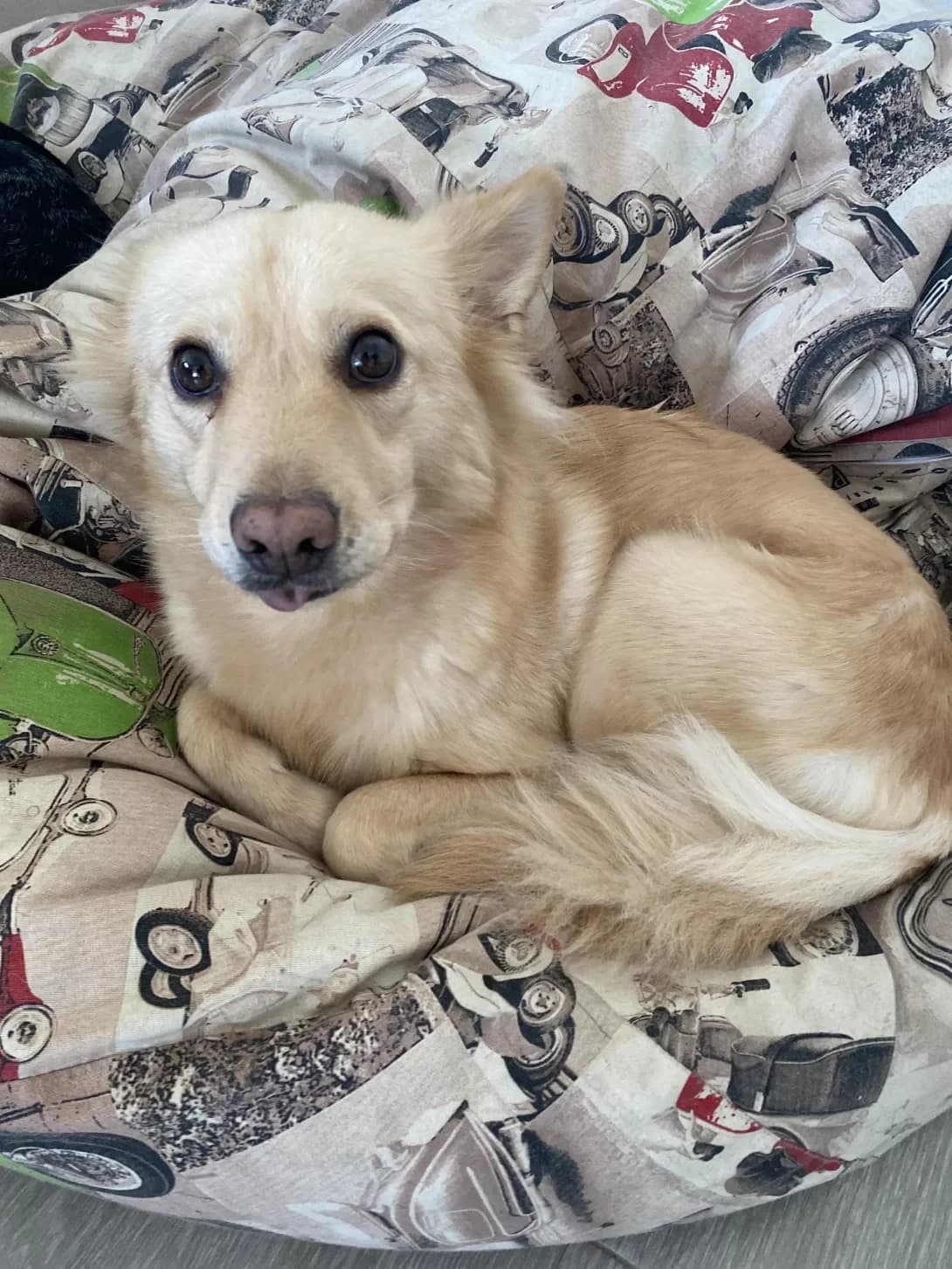 Uma (Ума), female 5yo Mixed Breed for adoption at Happy Paw Kyiv