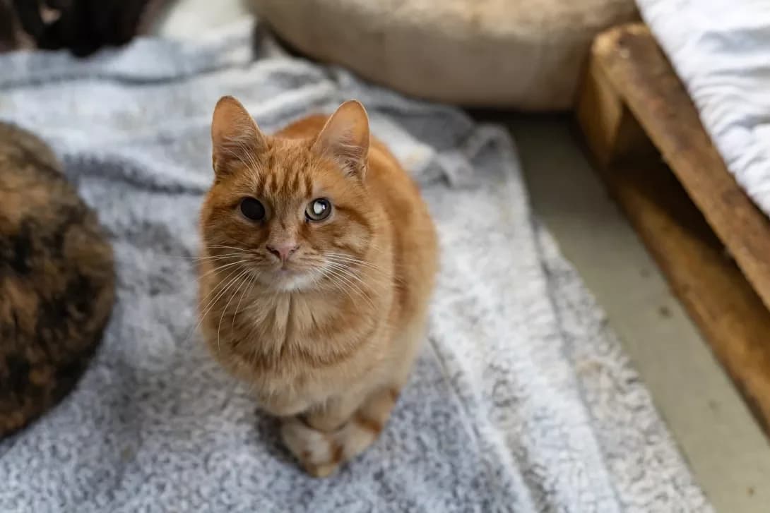 Donya (Дьоня), Mixed Breed (Happy Paw Kirovohrad)