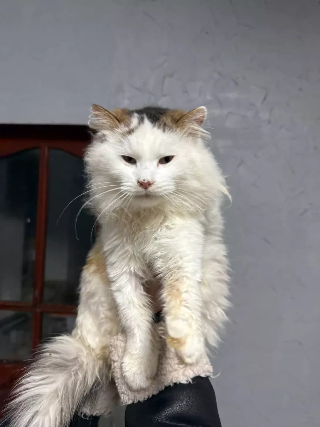 Leff (Лефф), Mixed Breed (Happy Paw Kirovohrad)