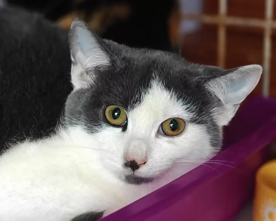 Matyusha (Матюша), Mixed Breed (Happy Paw Kyiv)