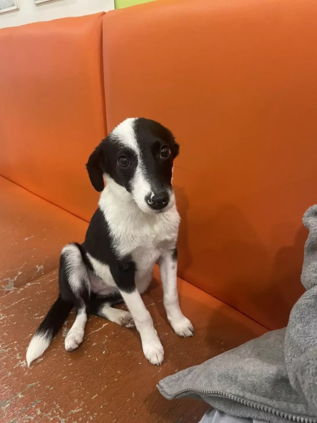 Doni (Доні), female puppy Mixed Breed for adoption at Happy Paw Dnipro