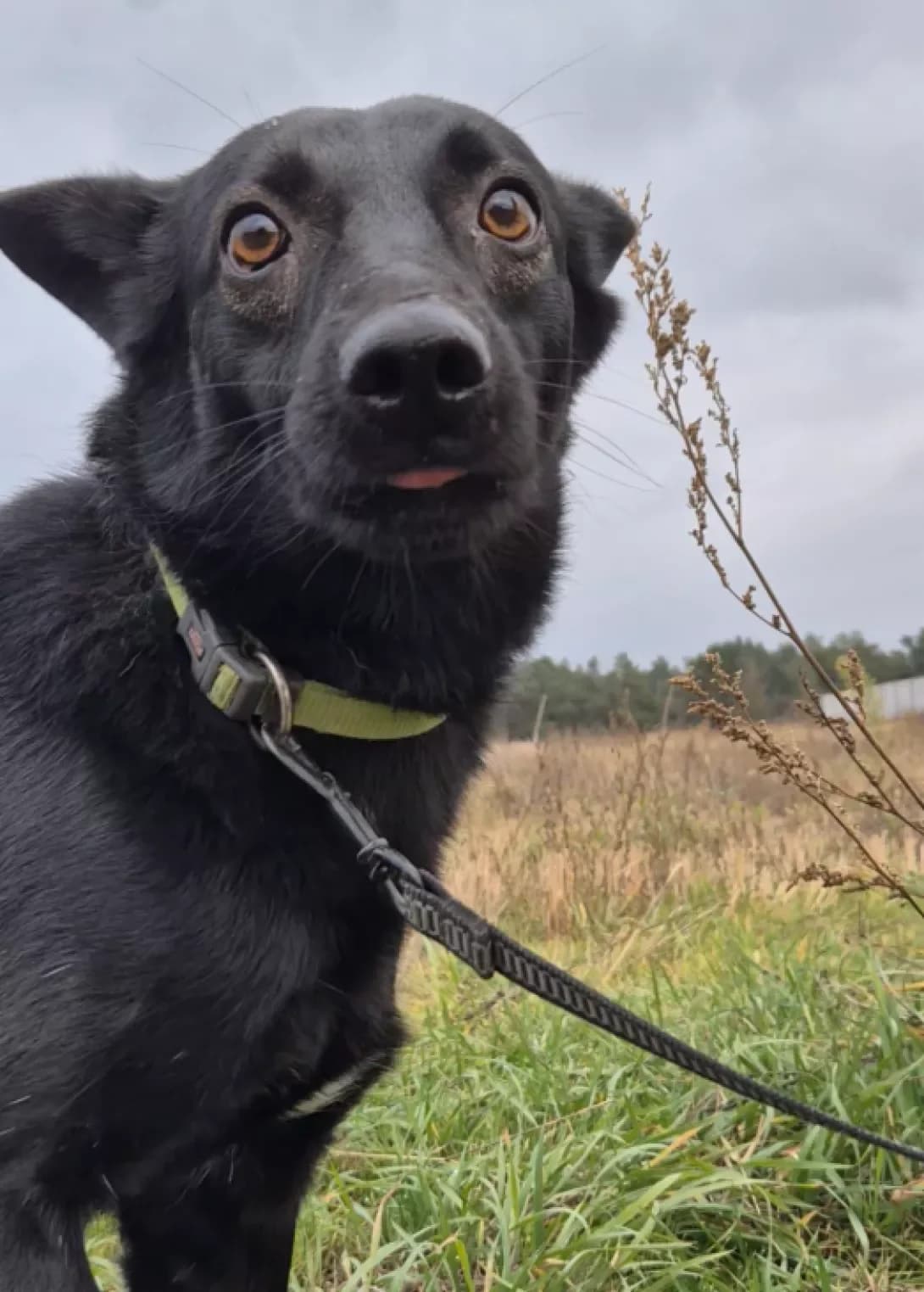 Kanibal (Канібал), Mixed Breed (Happy Paw Kyiv Oblast)