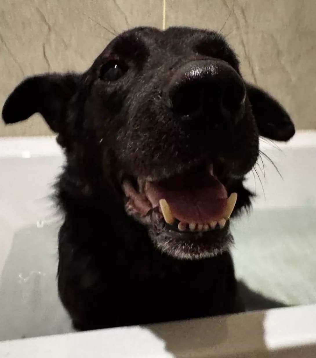 Archi (Арчі), male senior Mixed Breed for adoption at Happy Paw Kyiv Oblast