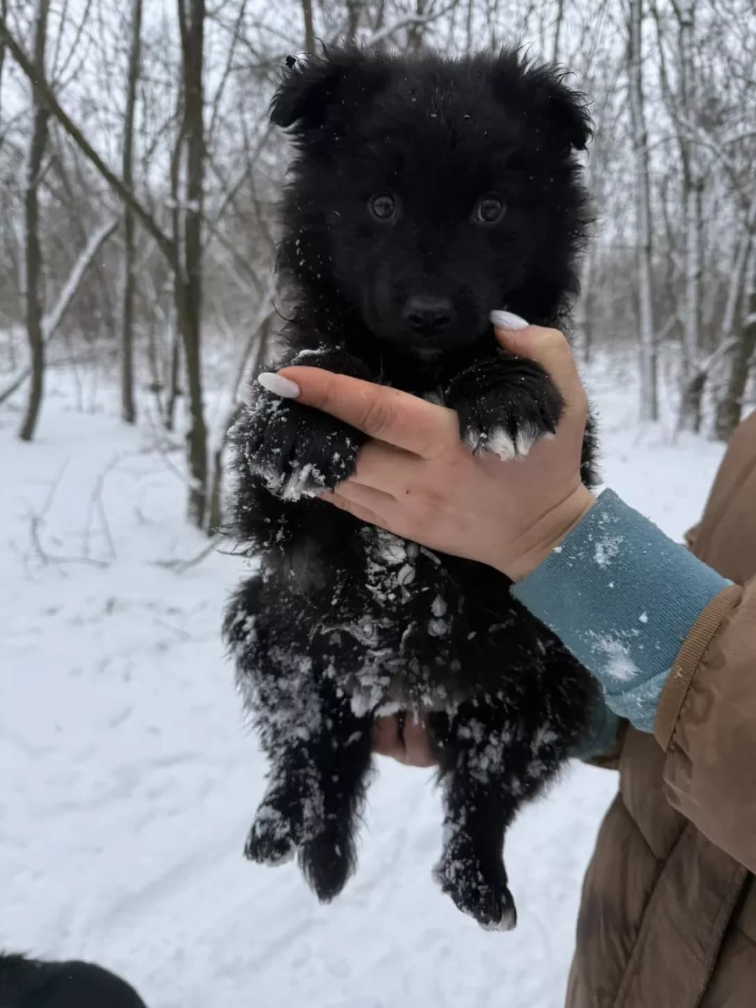 Divcha (Дівча), female puppy Mixed Breed for adoption at Happy Paw Dnipro