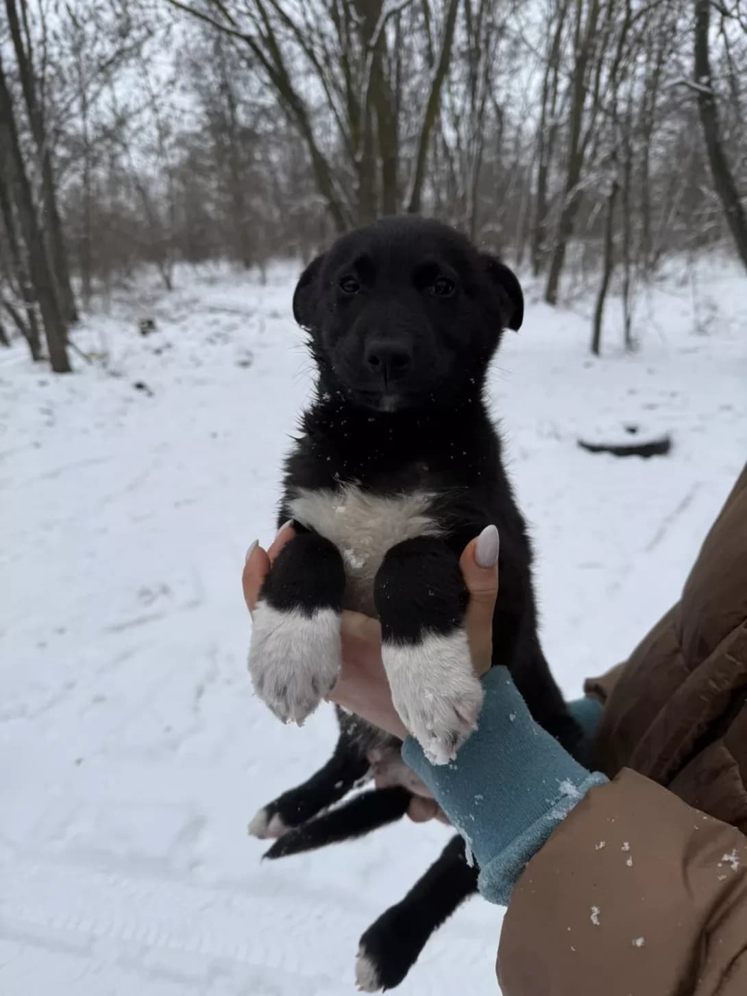 Khlopcha (Хлопча), male puppy Mixed Breed for adoption at Happy Paw Dnipro