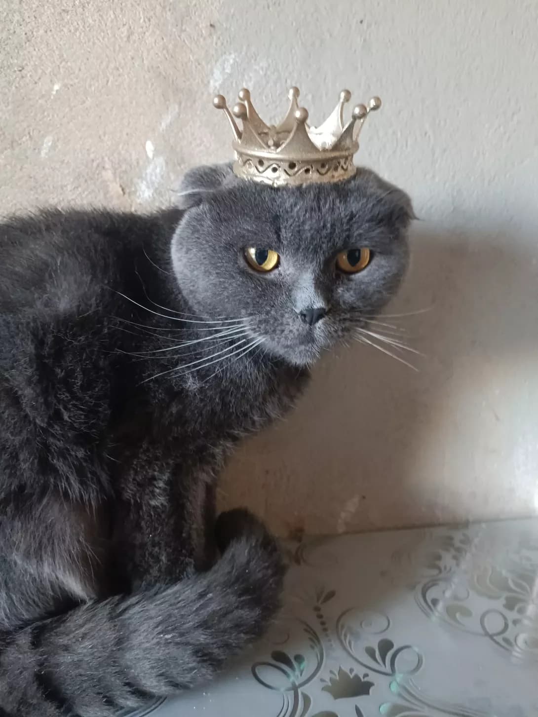 Kontik (Контік), male 6yo Mixed Breed for adoption at Happy Paw Mykolaiv Oblast