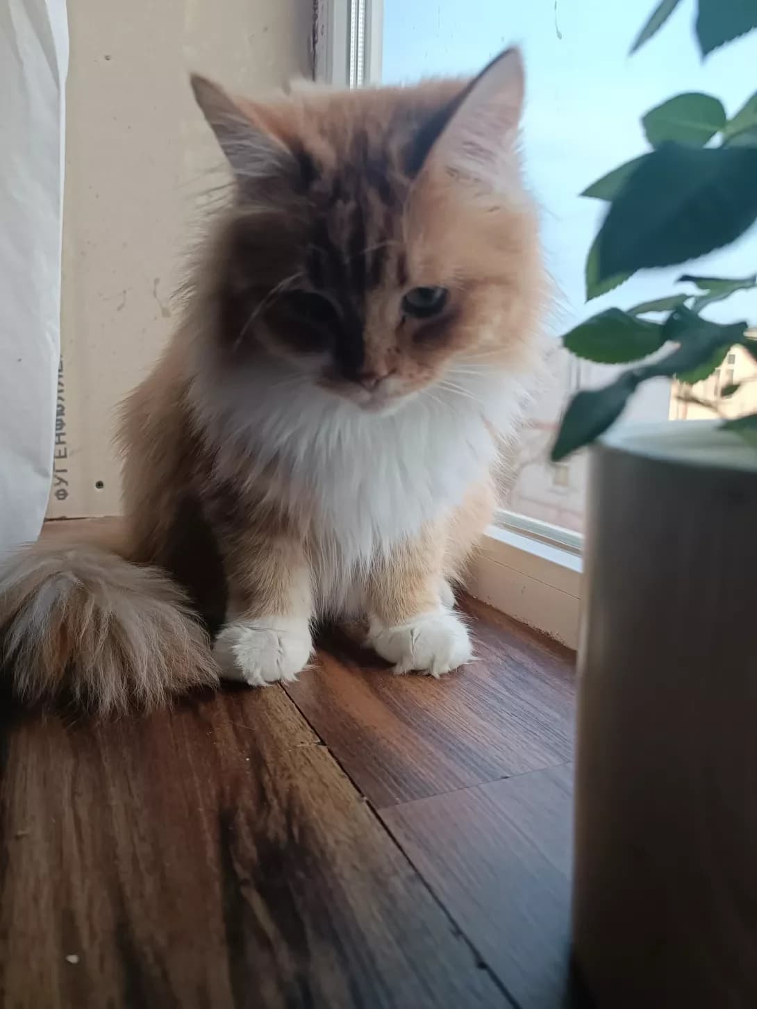 Kuzya (Кузя), male young Mixed Breed for adoption at Happy Paw Mykolaiv Oblast