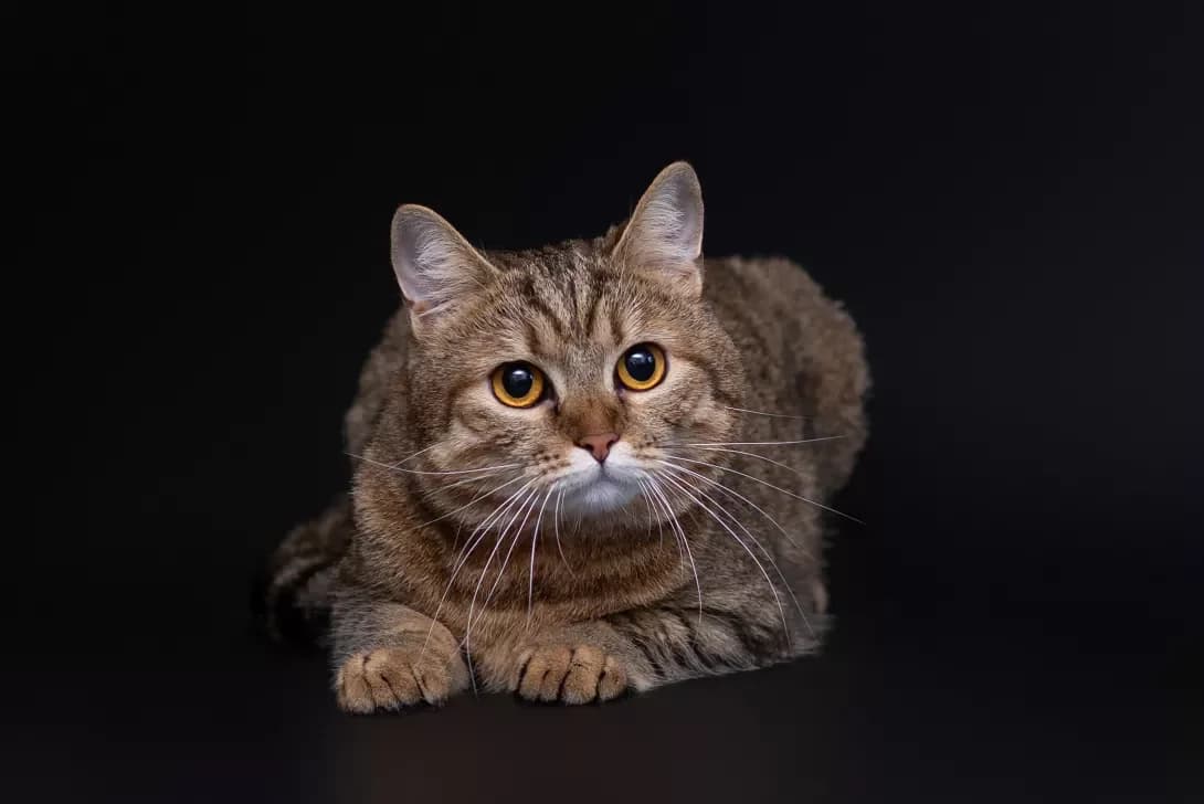Perla (Перла), Mixed Breed (Happy Paw Kyiv Oblast)