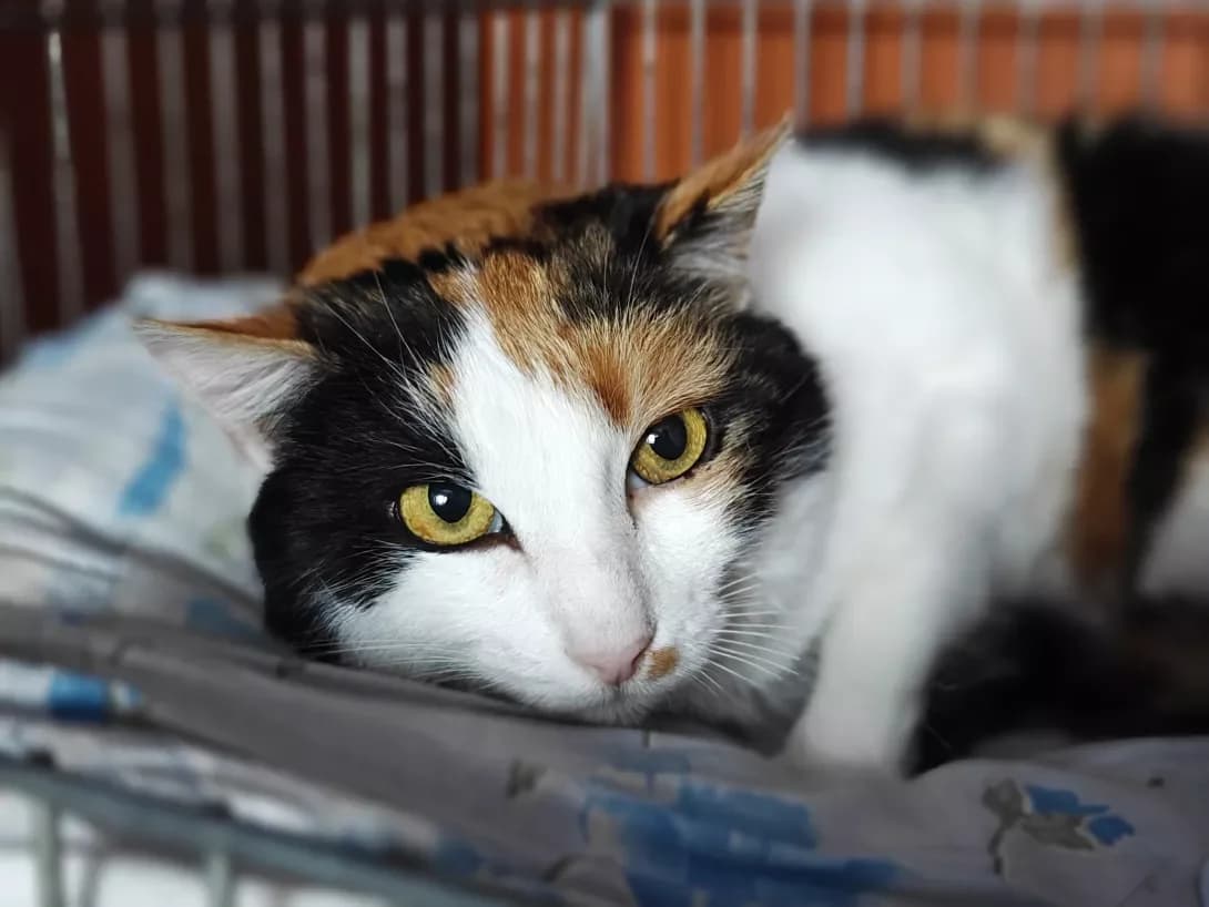 Triksi (Тріксі), Mixed Breed (Happy Paw Kyiv)