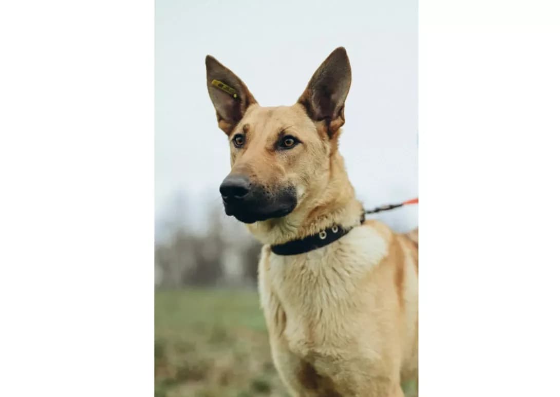 Luna (Луна), female 3yo Mixed Breed for adoption at Happy Paw Kyiv