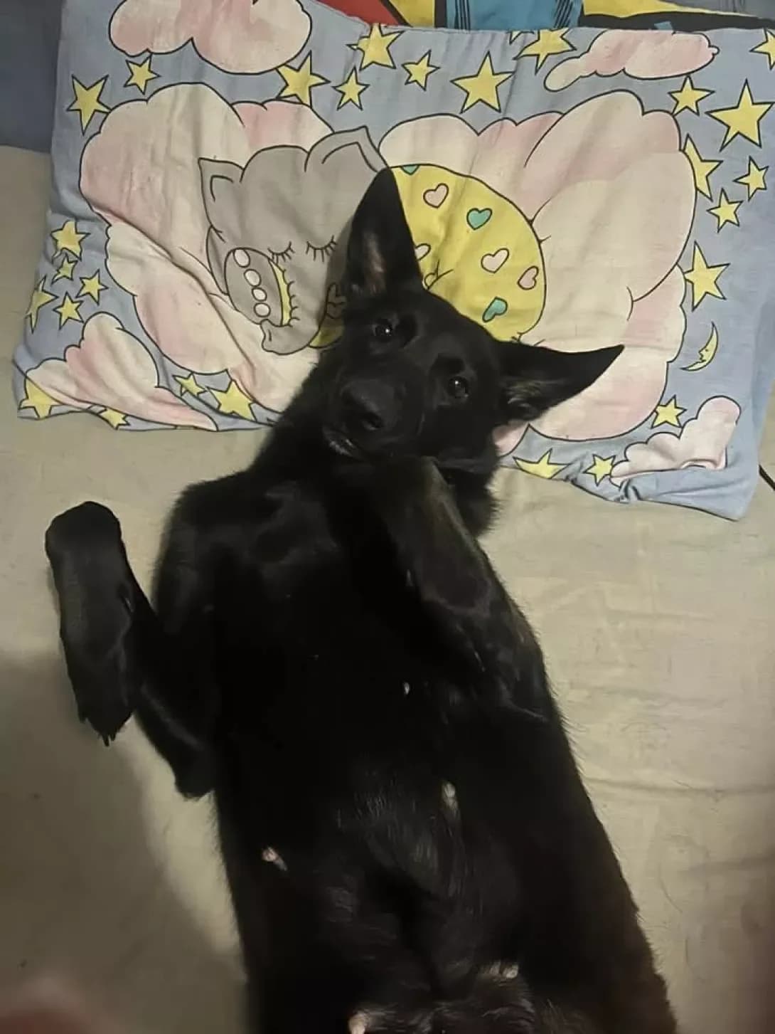 Dzhesika (Джесіка), female young Mixed Breed for adoption at Happy Paw Kyiv