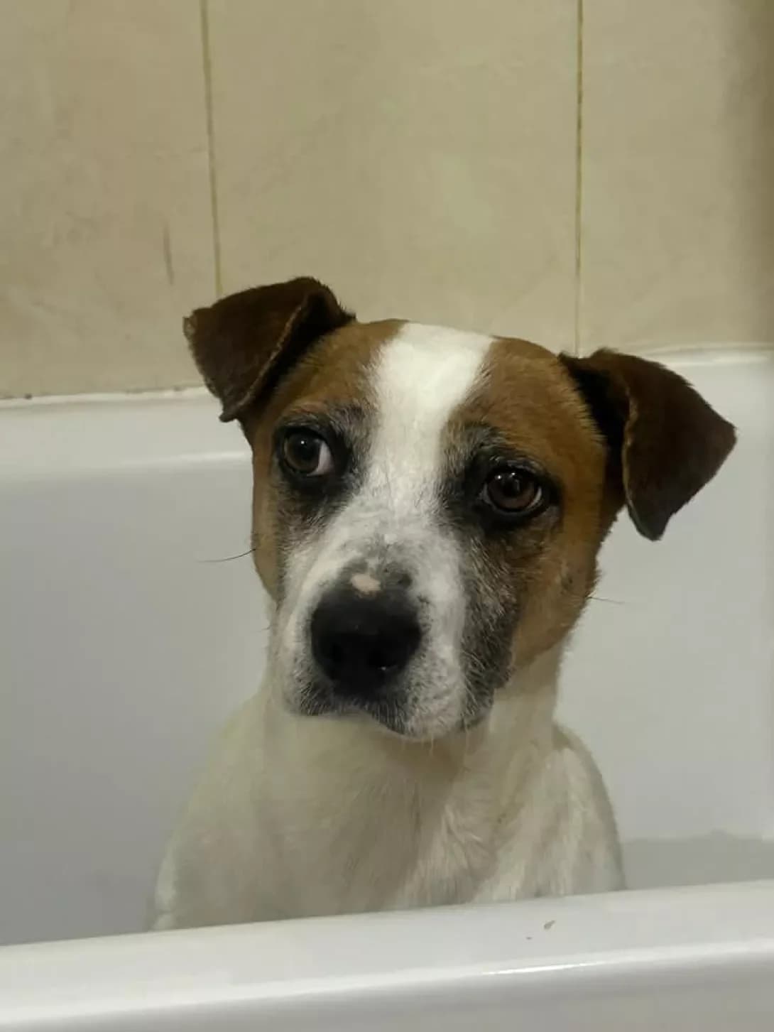 Dzhordzh (Джордж), male puppy Mixed Breed for adoption at Happy Paw Kyiv