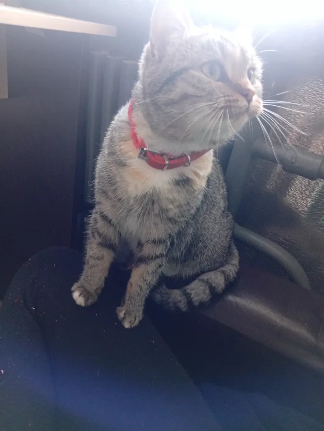 Sonya (Соня), female puppy Mixed Breed for adoption at Happy Paw Khmelnytskyi Oblast