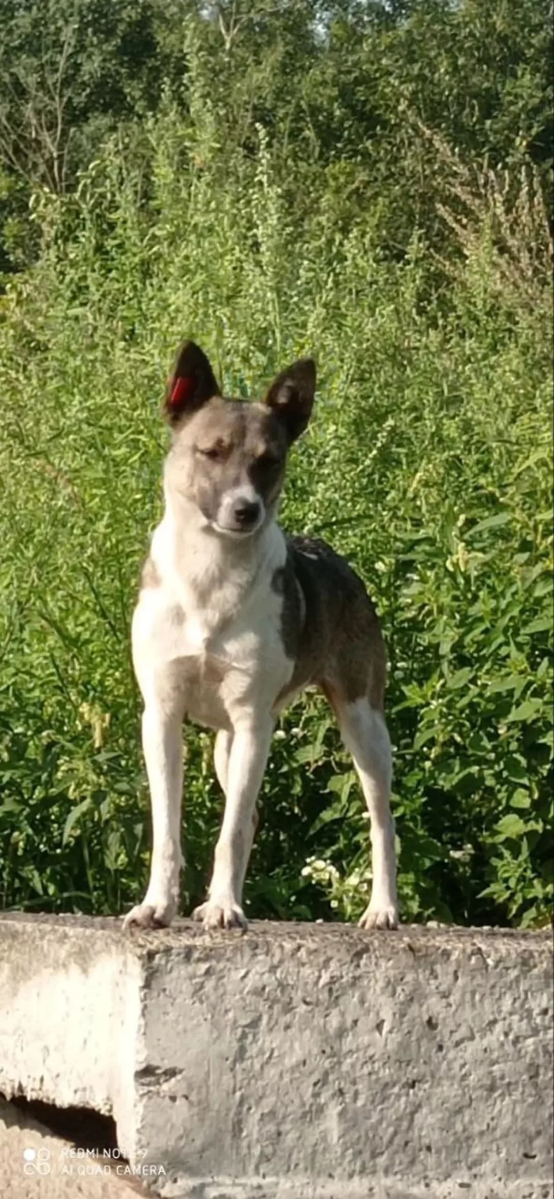 Katya (Катя), female young Mixed Breed for adoption at Happy Paw Lviv