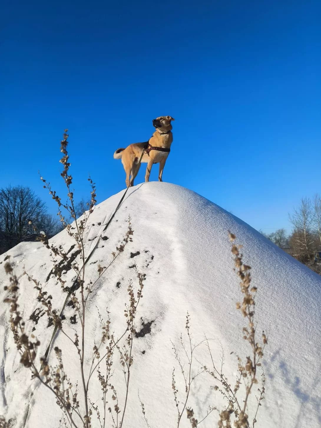 Den (Ден), Mixed Breed (Happy Paw Kyiv Oblast)