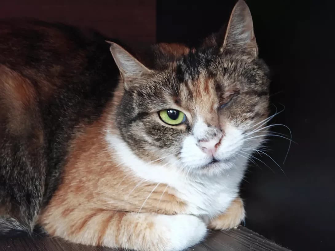 Emmi (Еммі), Mixed Breed (Happy Paw Kyiv)