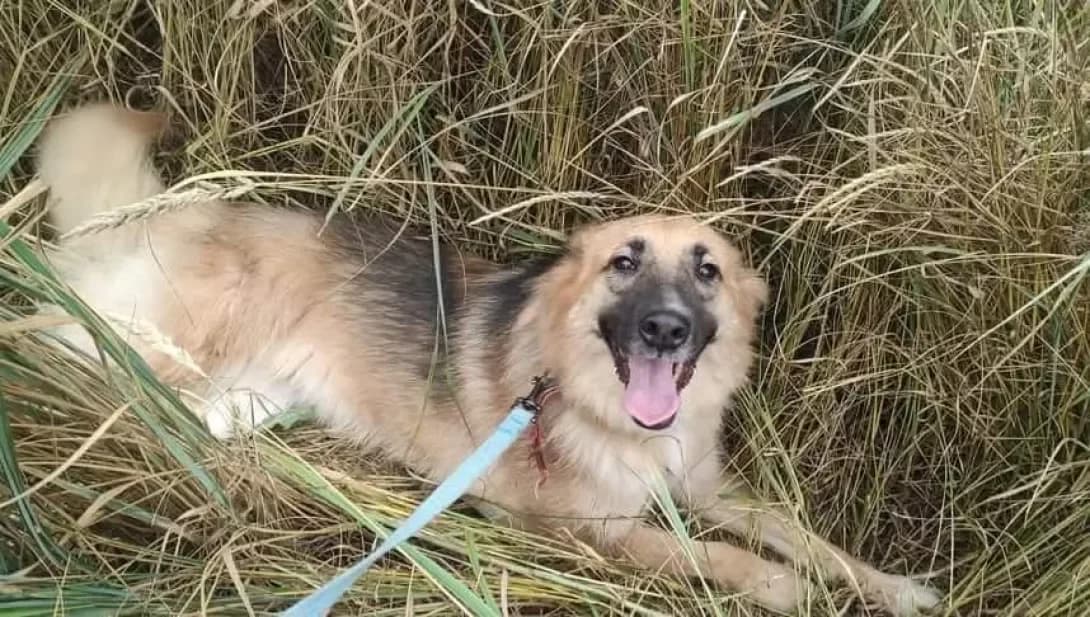 Ruta (Рута), Mixed Breed (Happy Paw Dnipro)