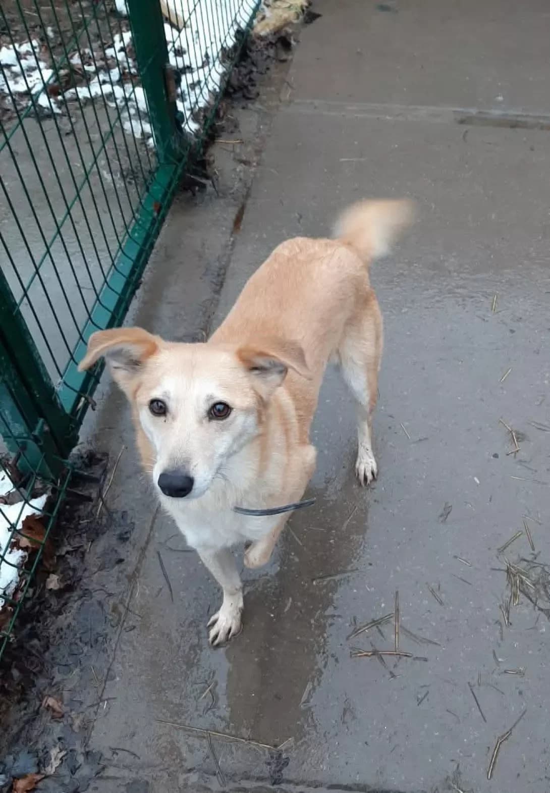 Zhulka (Жулька), Mixed Breed (Happy Paw Dnipro)