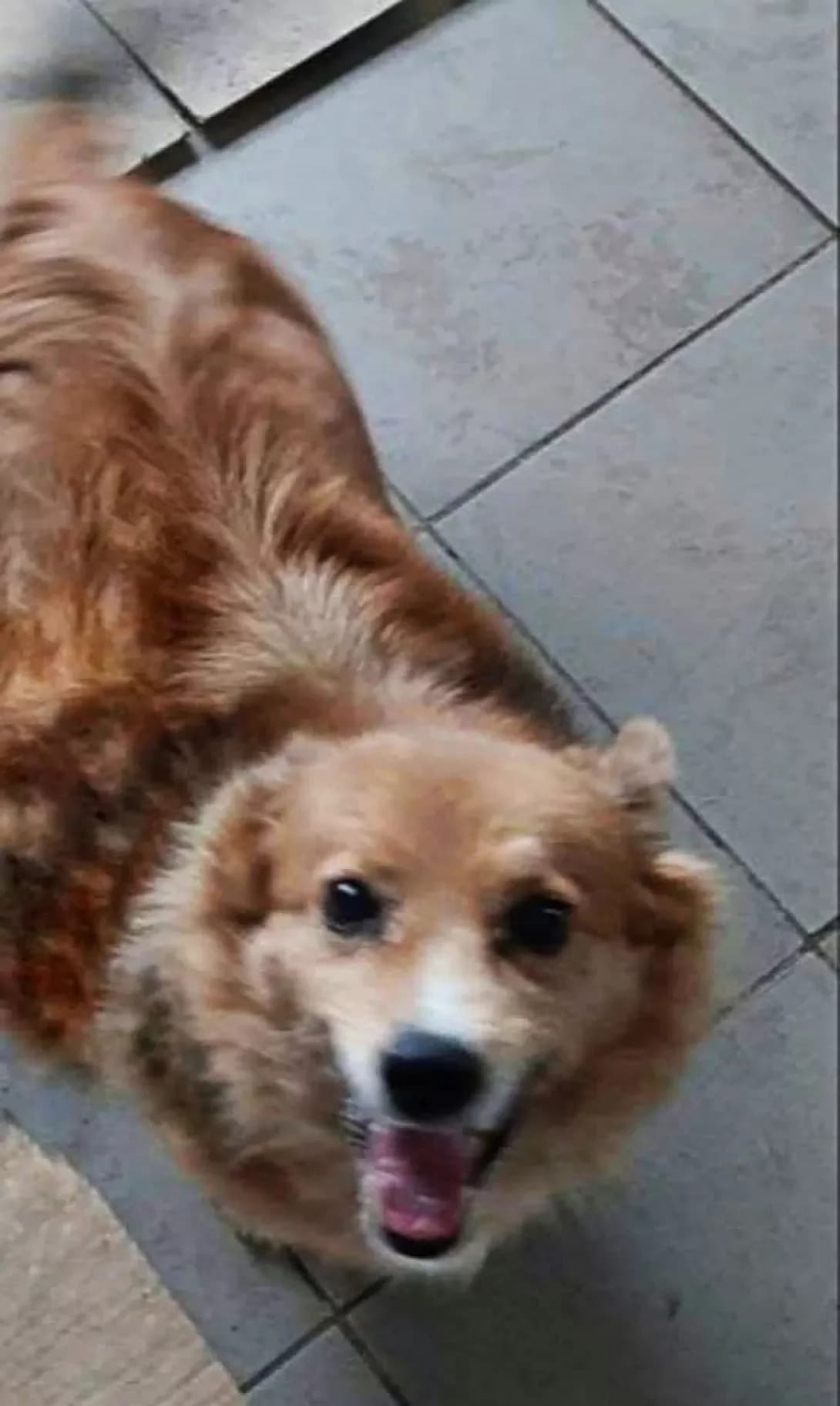 Malishka (Малишка), Mixed Breed (Happy Paw Dnipro)