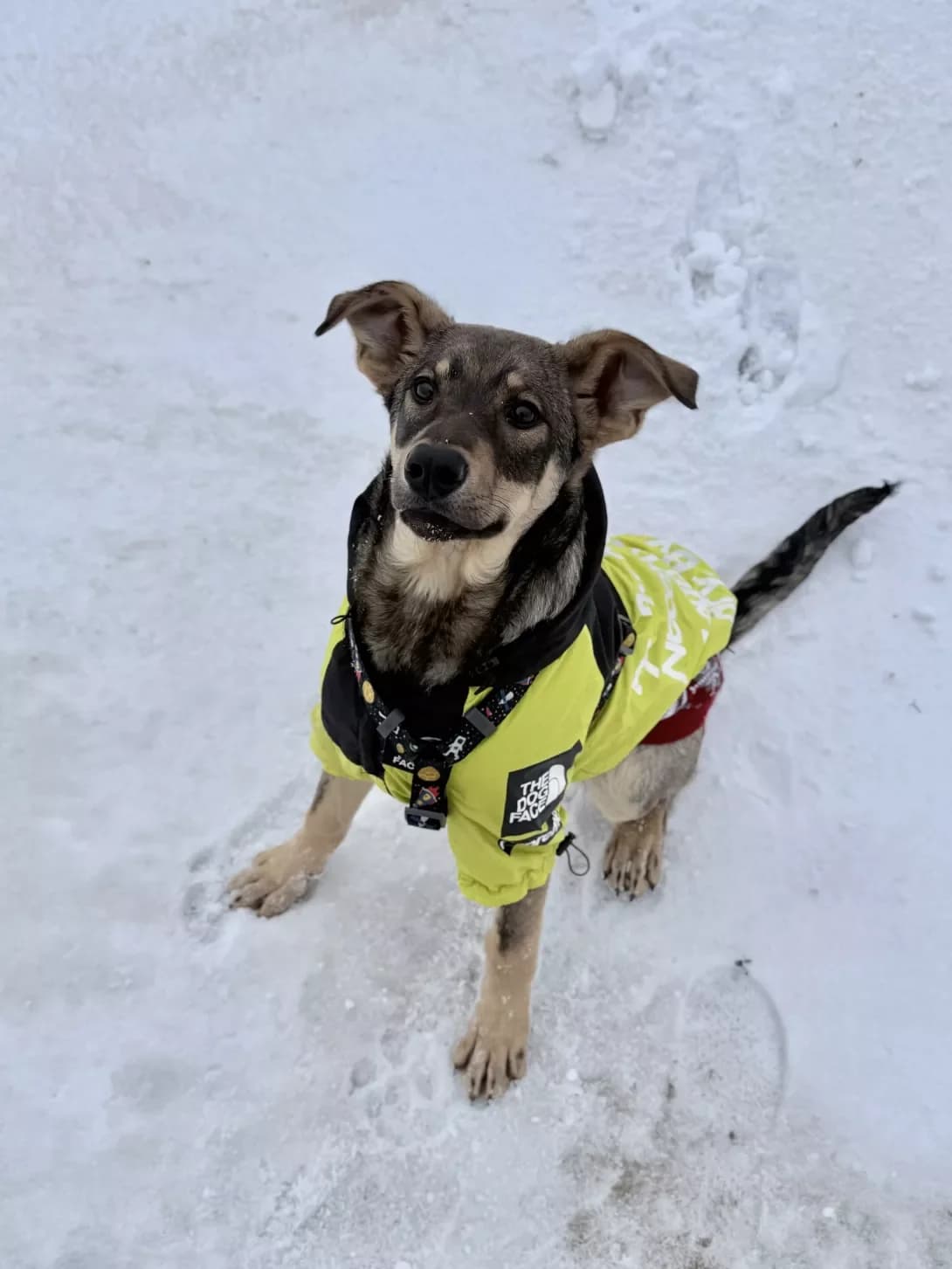 Stich (Стіч), male puppy Mixed Breed for adoption at Happy Paw Kyiv