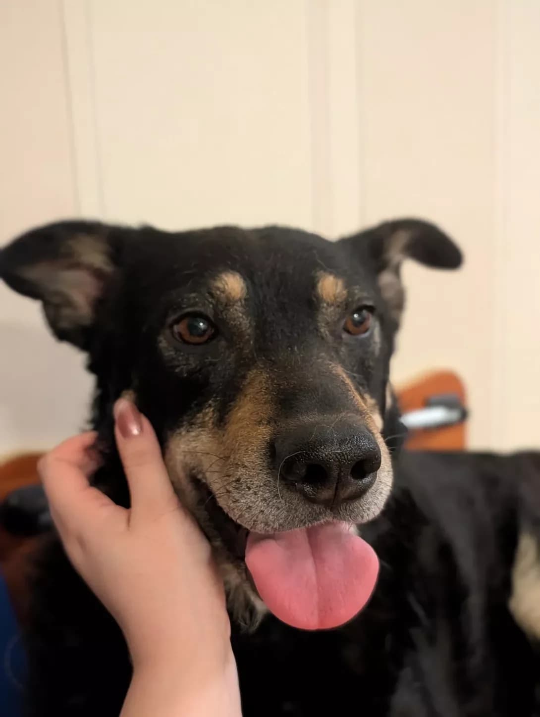 Pirizhok (Пиріжок), male 4yo Mixed Breed for adoption at Happy Paw Kyiv