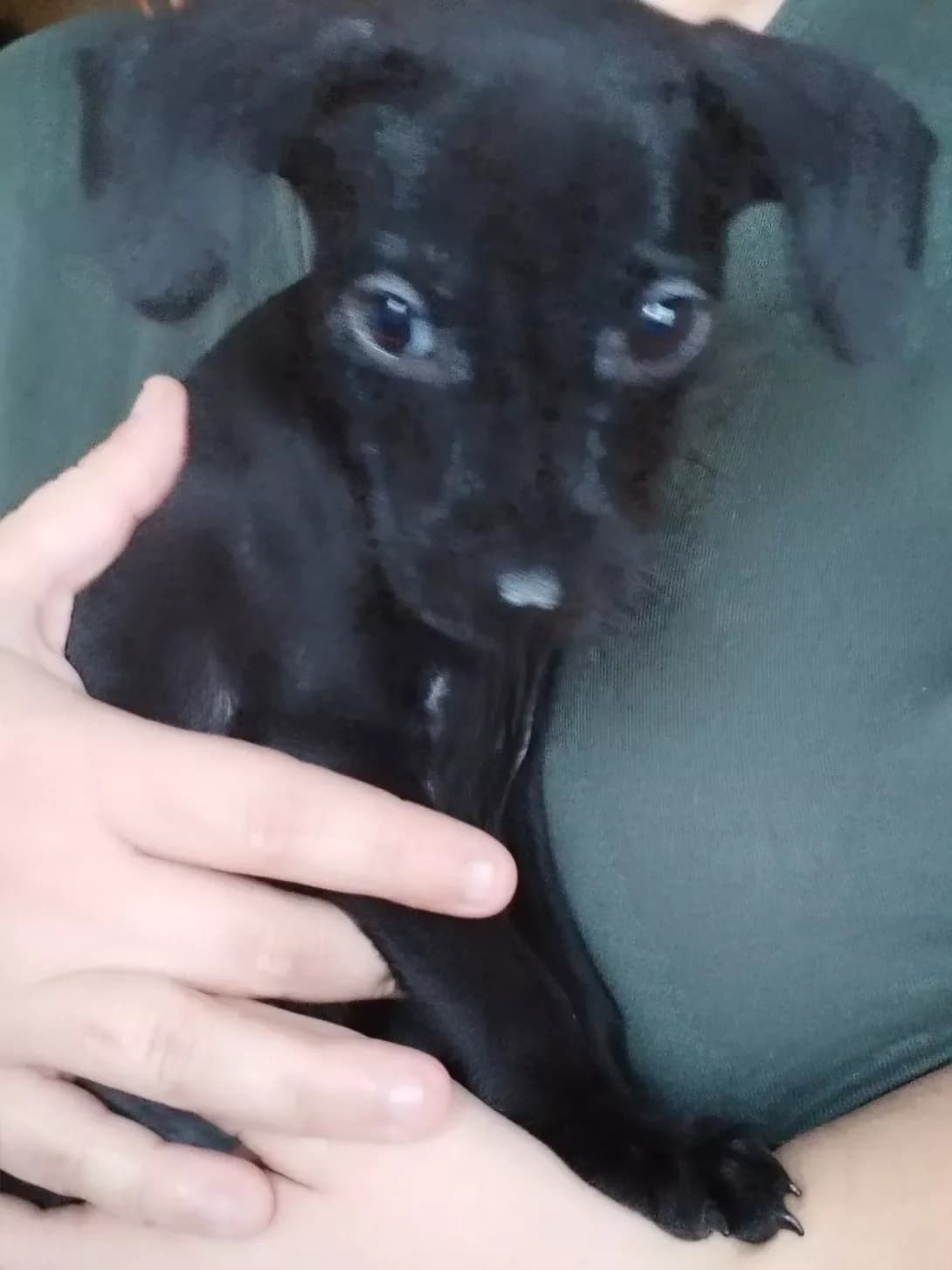 Sherlok (Шерлок), male puppy Mixed Breed for adoption at Happy Paw Kyiv
