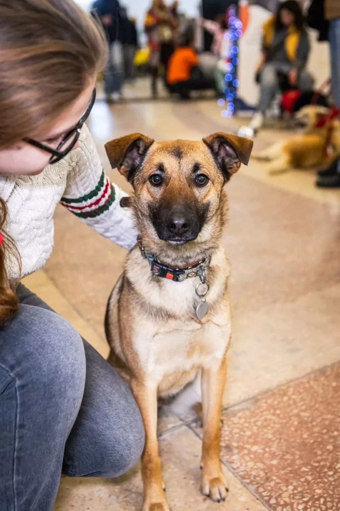 Lori (Лорі), female young Mixed Breed for adoption at Happy Paw Kyiv