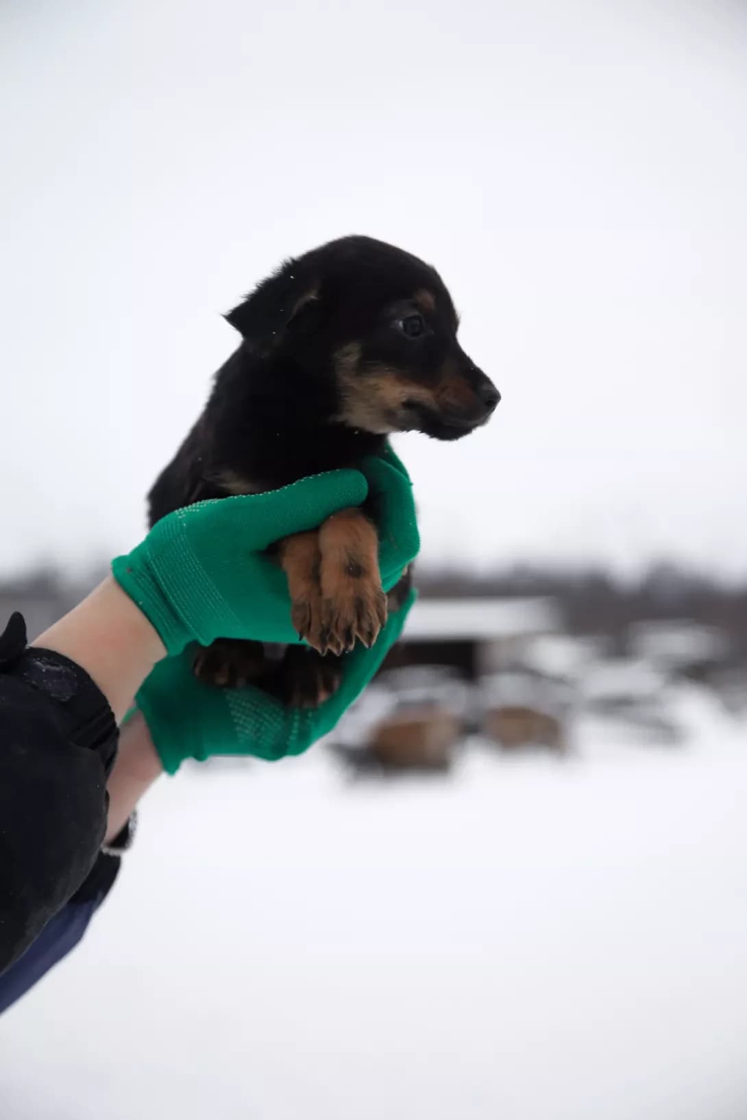 Tsutsenya (Цуценя), male puppy Mixed Breed for adoption at Happy Paw Sumy Oblast