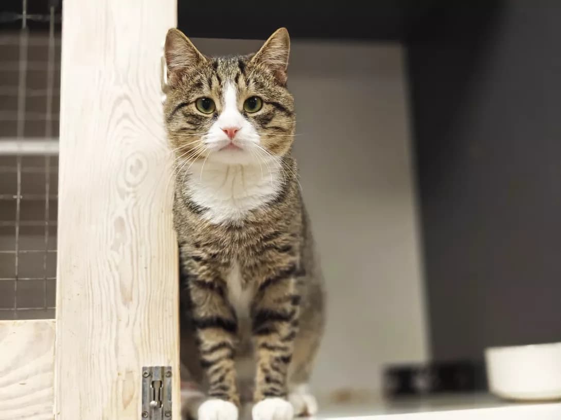 Kuzya (Кузя), Mixed Breed (Happy Paw Kyiv)