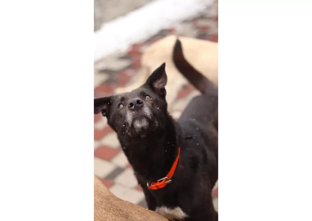 Guffi (Гуффі), female senior Mixed Breed for adoption at Happy Paw Kyiv