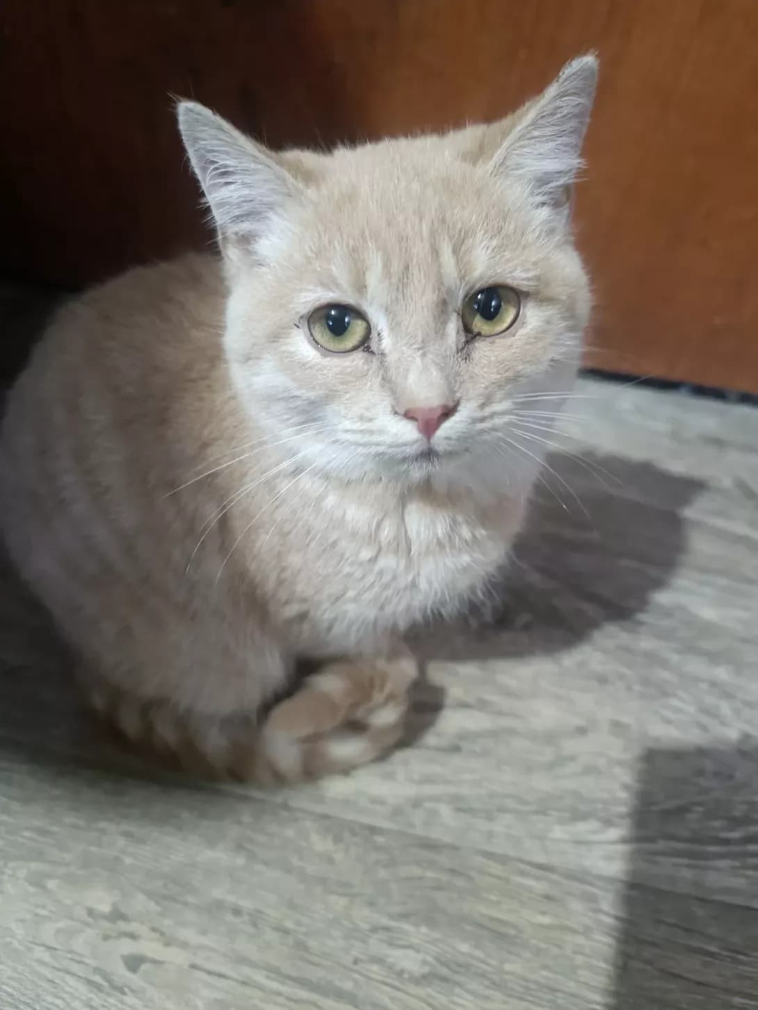 Rizhulya (Рижуля), female puppy Mixed Breed for adoption at Happy Paw Kyiv Oblast