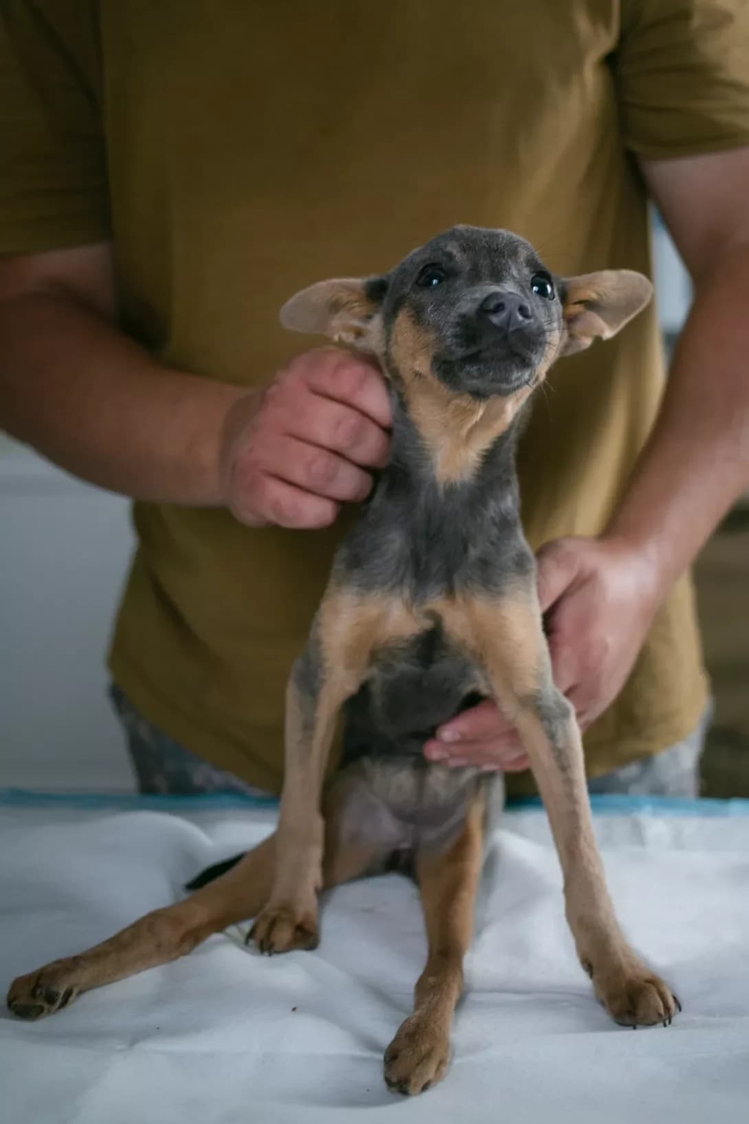 Sonechko (Сонечко), Mixed Breed (Happy Paw Kyiv Oblast)