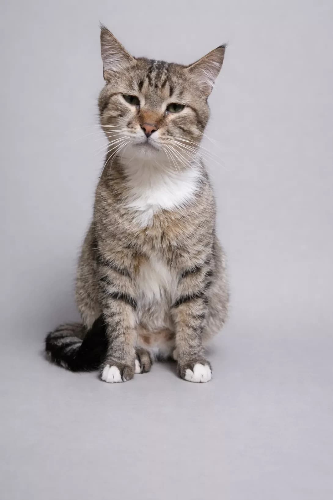 Ukropchik (Укропчик), male 3yo Mixed Breed for adoption at Happy Paw Poltava
